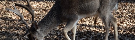 Visita do Parque Biológico de Gaia