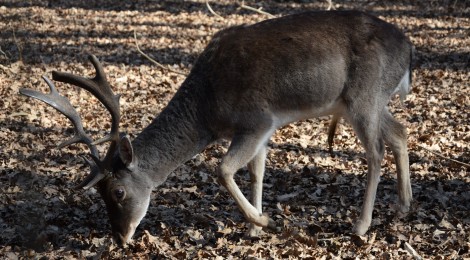 Visita do Parque Biológico de Gaia